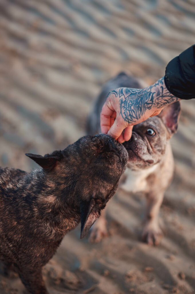 Deux chiens bouldogue français sur la plage avec la main de leur humain leur donnant un friandise au lever du soleil.