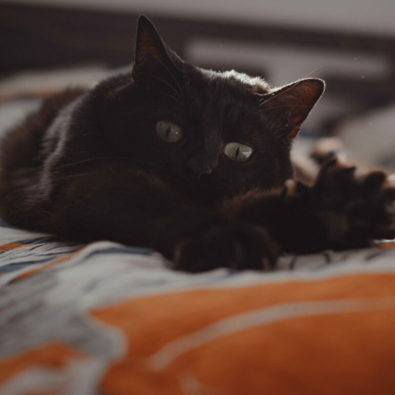 Séance photo à domicile d'un chat.