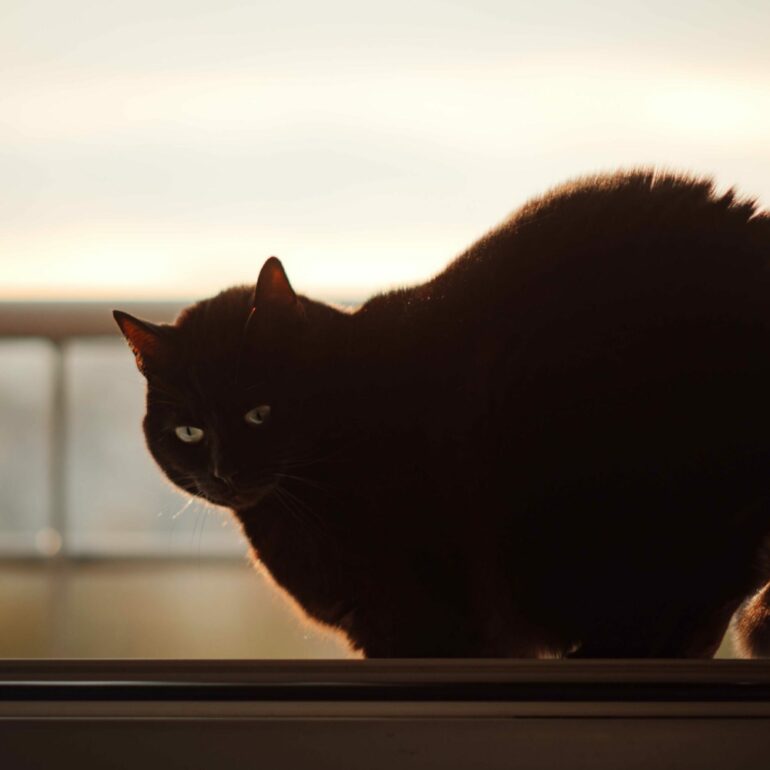 Séance photo d'un chat.