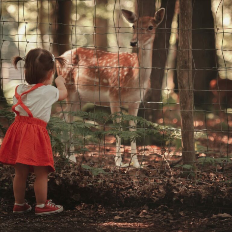 Séance photo famille en forêt de Grimbosq.