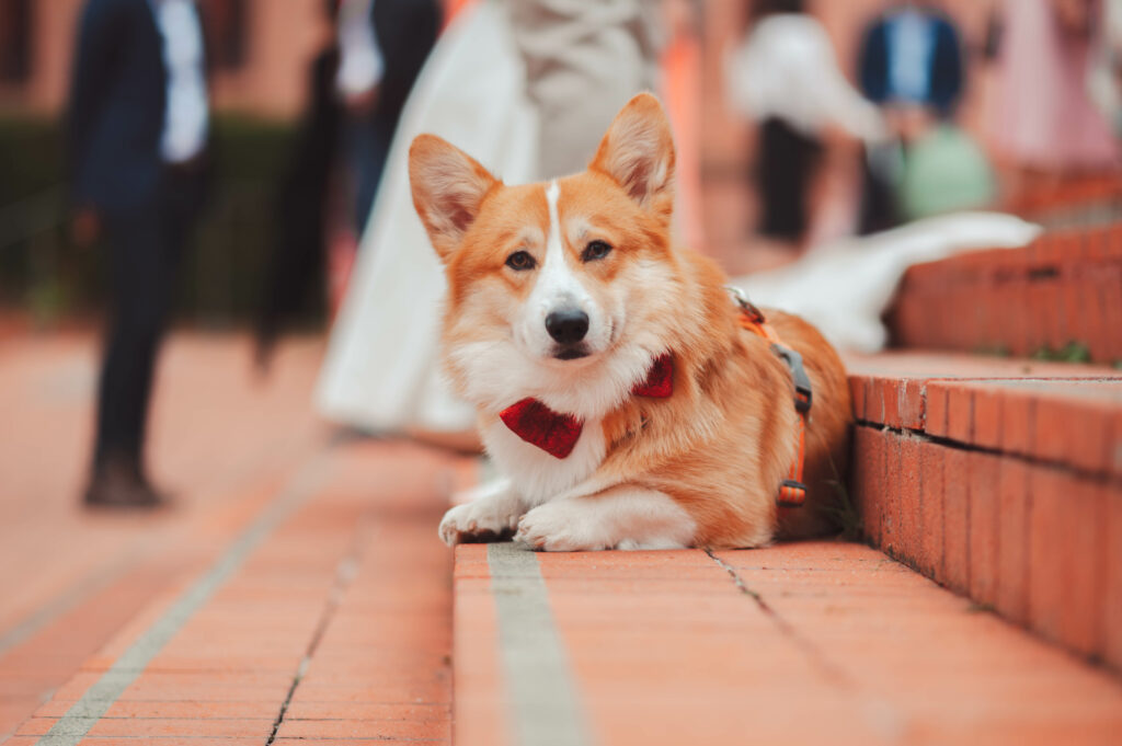Chien des mariés sur le parvis de la mairie avant la cérémonie en région parisienne