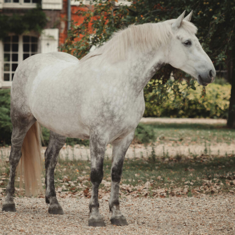 Séance photo équine à Evreux avec bibi le cheval.