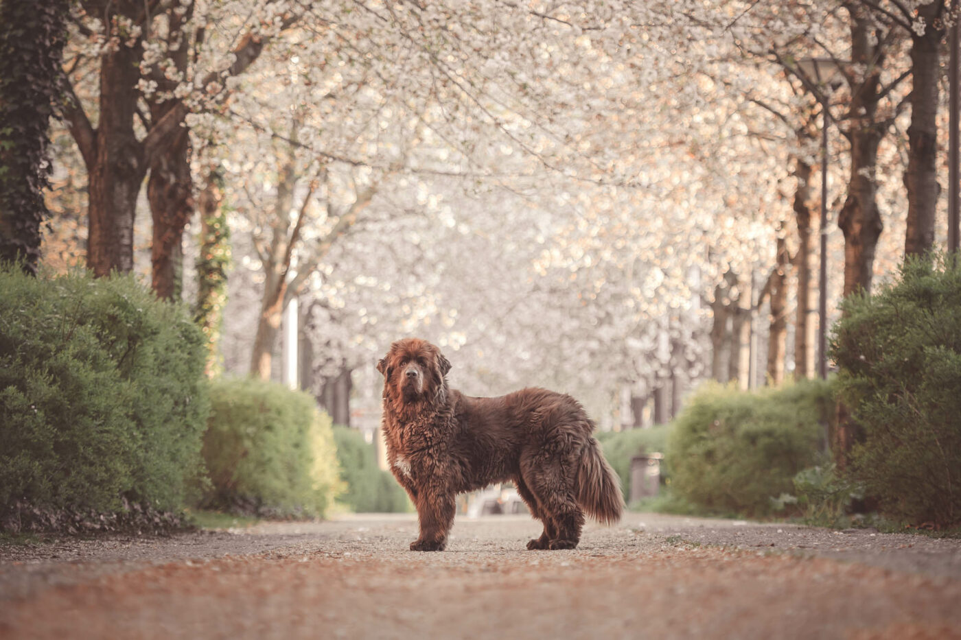 Séance photo d'un chien Terre Neuve au printemps