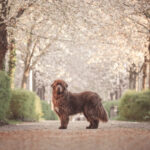 Séance photo d'un chien Terre Neuve au printemps