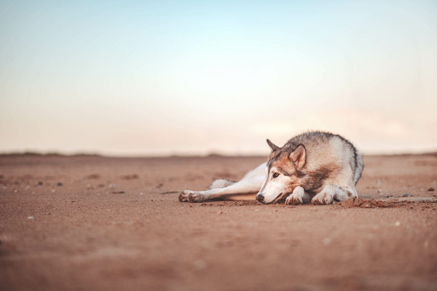 Un Chien-loup de race nordic sheperd, allongé paisiblement sur le plage de merville franceville en Normandie au lever du soleil pendant la golden hour.