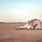 Chien Loup de race Nordic Shepherd allongé sur une plage au lever du soleil, capturé lors d’une séance photo en extérieur à Merville-Franceville-Plage par Cindy Obitz.