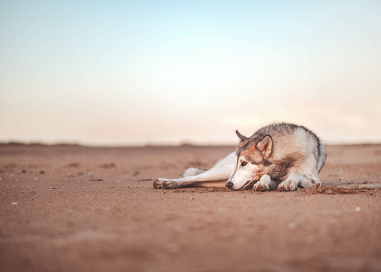Chien Loup de race Nordic Shepherd allongé sur une plage au lever du soleil, capturé lors d’une séance photo en extérieur à Merville-Franceville-Plage par Cindy Obitz.