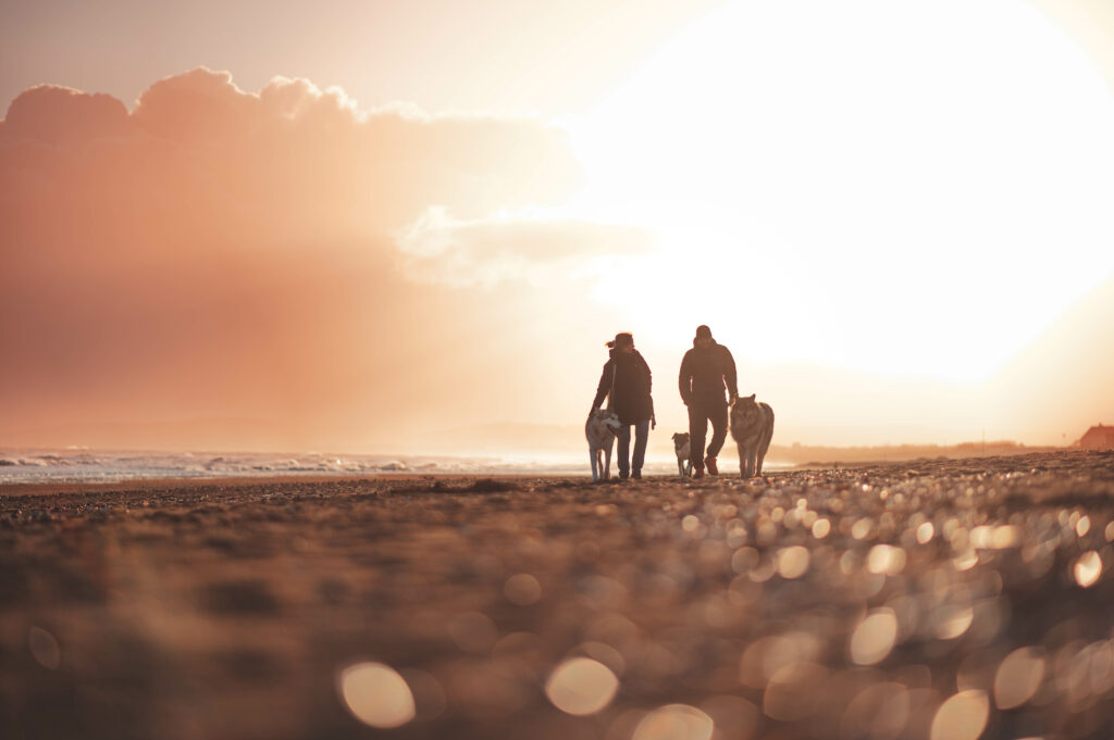 Famille marchant avec trois chiens, dont un Nordic Shepherd, un Timber Shepherd et un Bull Terrier, au lever du soleil à Merville-Franceville-Plage, capturés à contre-jour par Cindy Obitz.