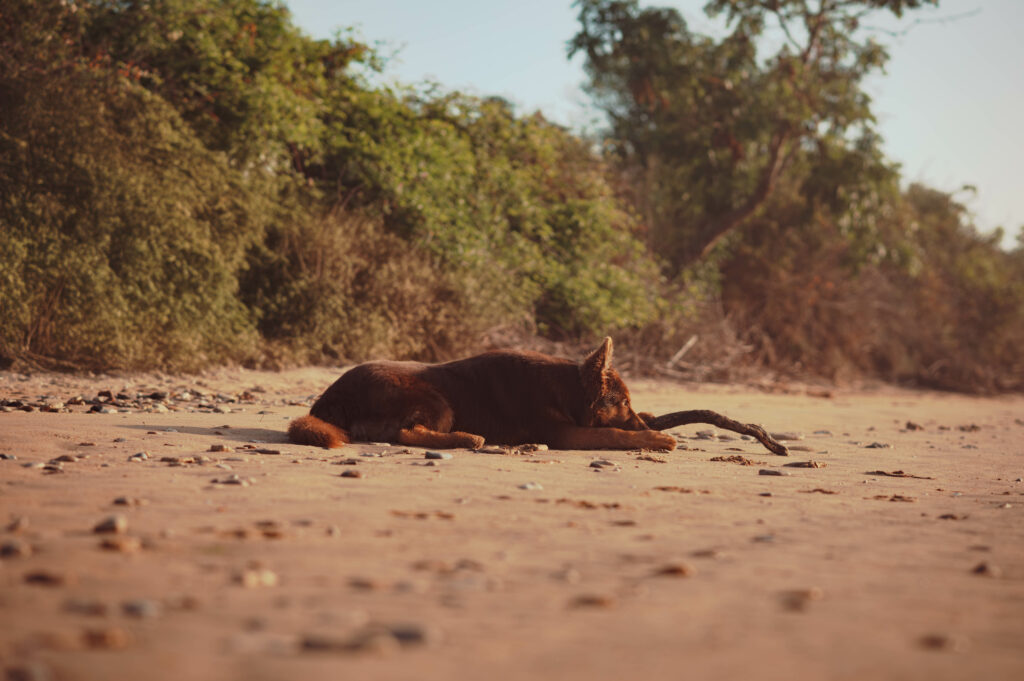 Un chiot berger allemand allongé sur une plage avec un bâton regardant droit devant lui à l'estuaire de Ouistreham en Normandie durant le lever de soleil et sa golden hour.