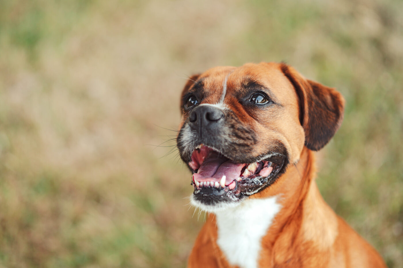 Boxer en séance photo lifestyle en extérieur avec Cindy Obitz, photographe canine à Caen