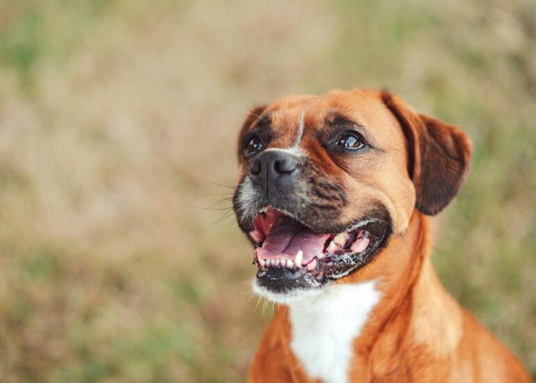 Boxer en séance photo lifestyle en extérieur avec Cindy Obitz, photographe canine à Caen