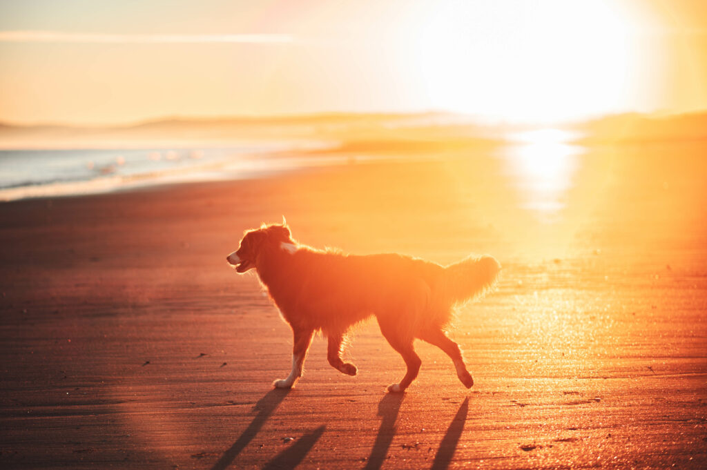 Berger australien en séance photo lifestyle en extérieur avec Cindy Obitz, photographe canine à Caen