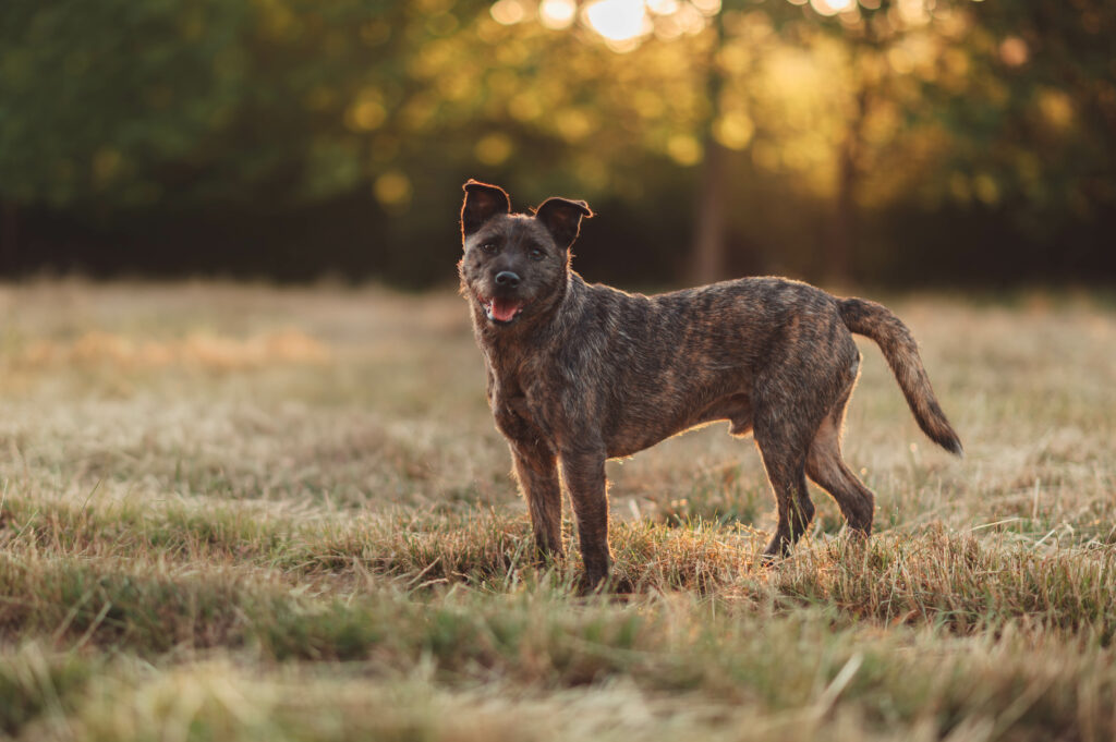 Portrait d'un chien croisé de taille moyenne au pelage bringé debout dans une prairie ensoleillée, regardant la caméra avec une expression joyeuse au lever du soleil en Normandie, près de Caen. Photographie professionnelle réalisée par une photographe canin.